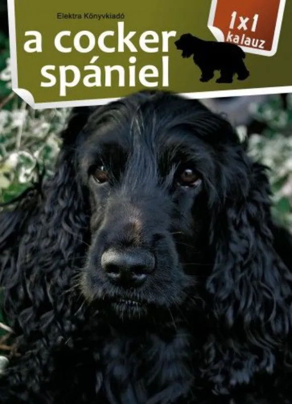 A cocker spániel Gyors kiszállítás