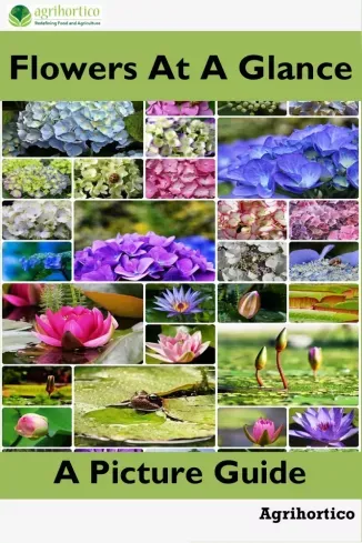 Korlátozott ajánlat Flowers at a Glance - E-könyv