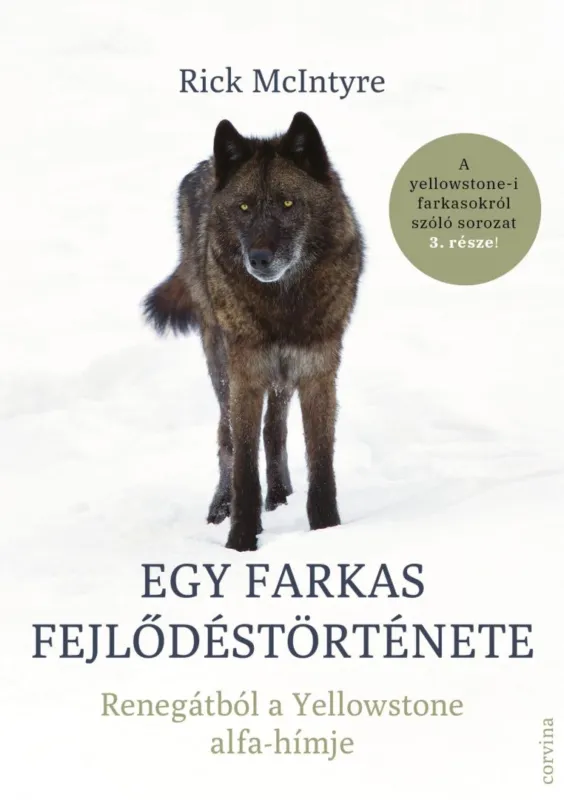 Legnépszerűbb Egy farkas fejlődéstörténete - Renegátból a Yellowstone alfa-hímje