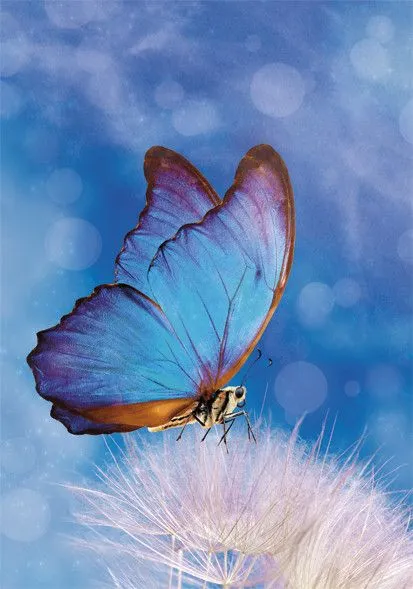 Természet Butterfly A/4 gumis mappa Szuper ajánlat