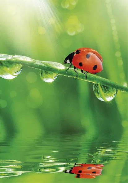 Természet Ladybug A/4 gumis mappa Olcsóbb
